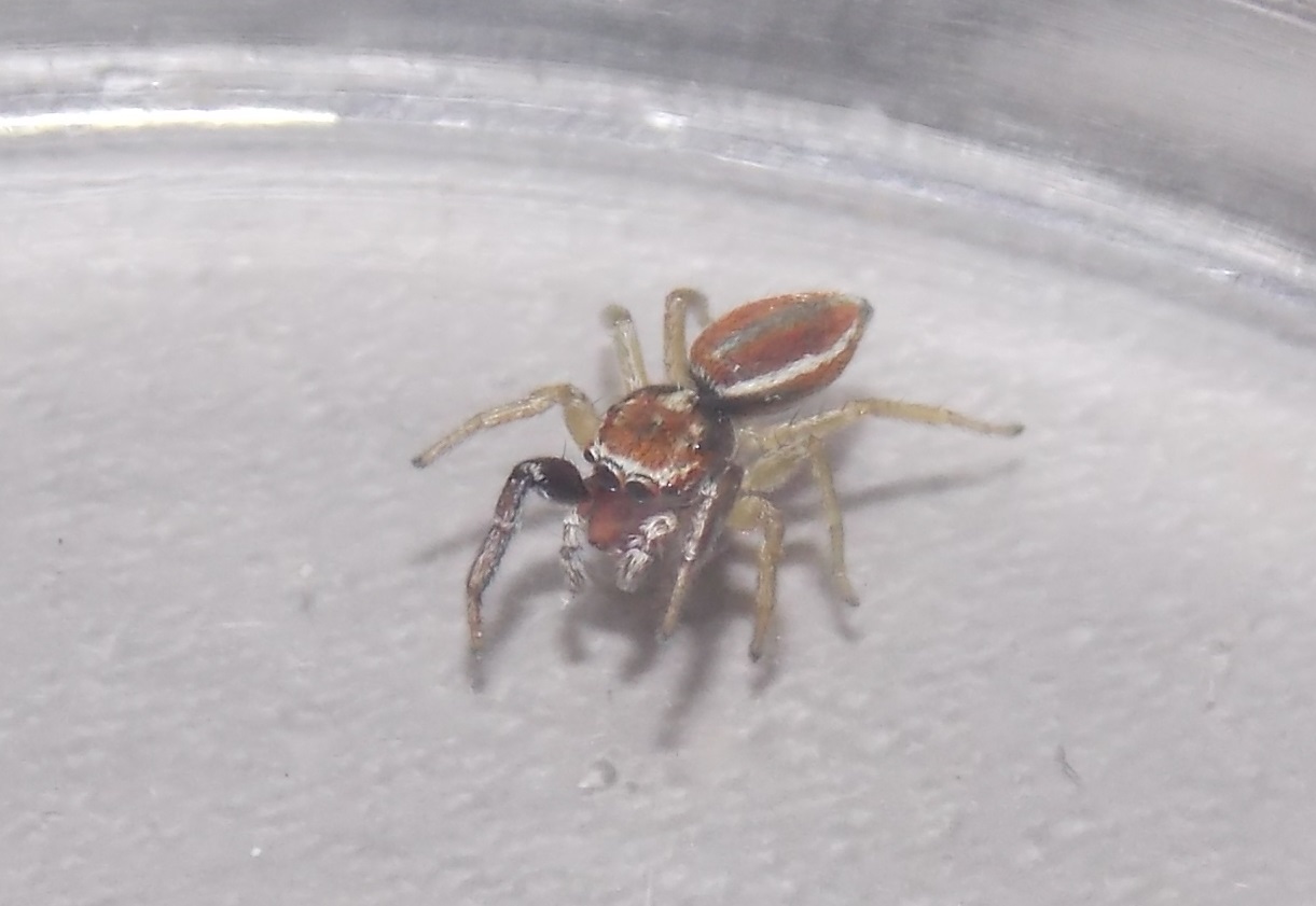 Icius hamatus - Atena Lucana (SA)